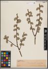 Foto von Salix caprea L.